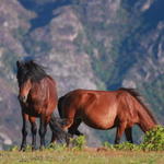 Cavalo, égua e potro...