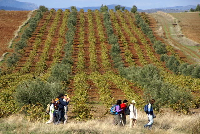 No meio de oliveiras e vinhas