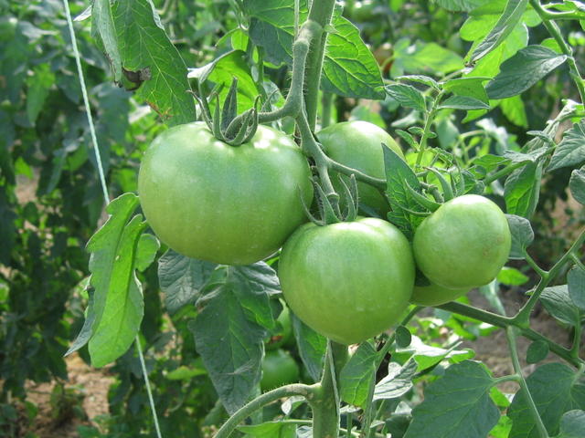 Tomates da Bordieira