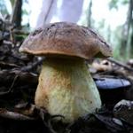 Leccinum lepidum