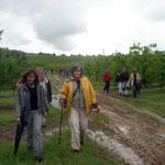 Caminhando pelo pomar de pera rocha