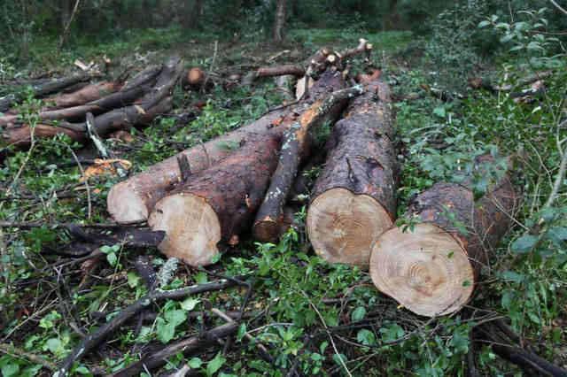 Arboricídio em Monsanto!