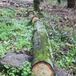 Arboricídio em Monsanto!