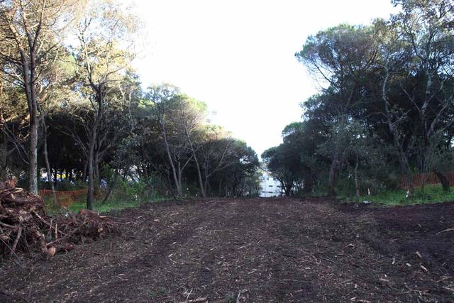 Arboricídio em Monsanto! Acesso à REN