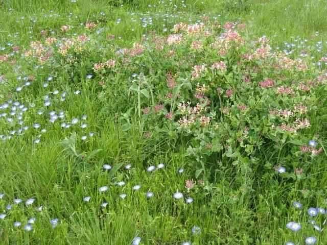 Campos lindos