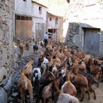 Uma rua de Covas do Monte