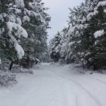 Nevão em Fernão Joanes - Guarda