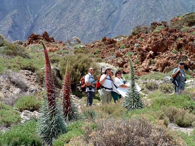 Cañadas del Teide