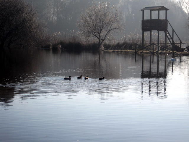 Lagoa de Pataias (à pata, aias...)