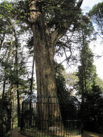 O mais antigo cedro da mata