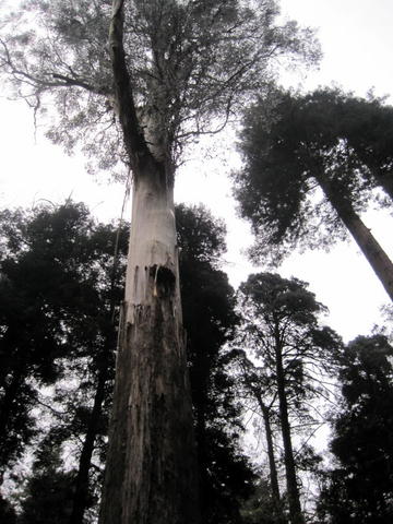 A maior árvore do Bussaco