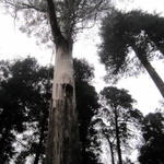 A maior árvore do Bussaco