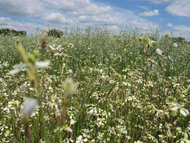 O GDAO volta ao Alentejo