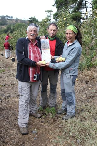 O CAAL na apanha de belíssima Pêra Rocha no pomar da Quinta do Vale do Corvo