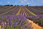 Campos de lavanda