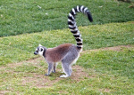 Madagascar