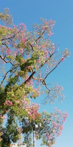 Jardins de Lisboa