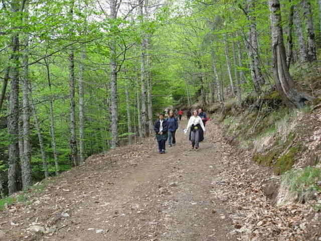 Bosque de faias