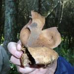 Mundo dos Cogumelos