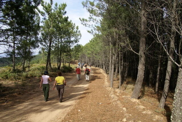 Por entre pinheiros