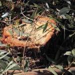 Arboricídio em Monsanto! Keil do Amaral