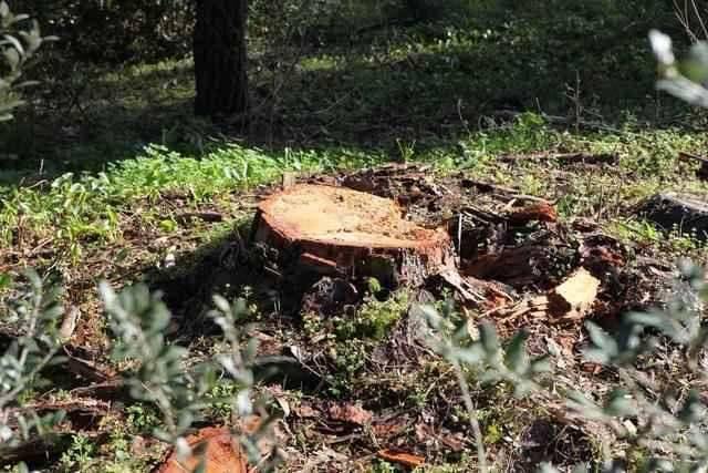 Arboricídio em Monsanto! Keil do Amaral