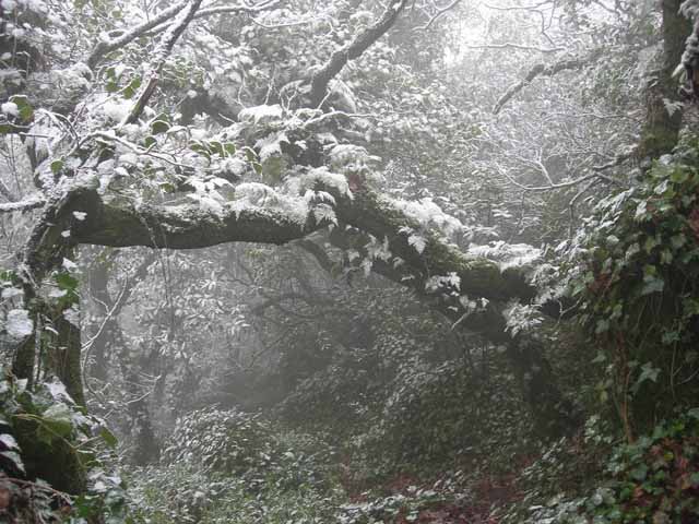 Nevão no Parque da Pena I