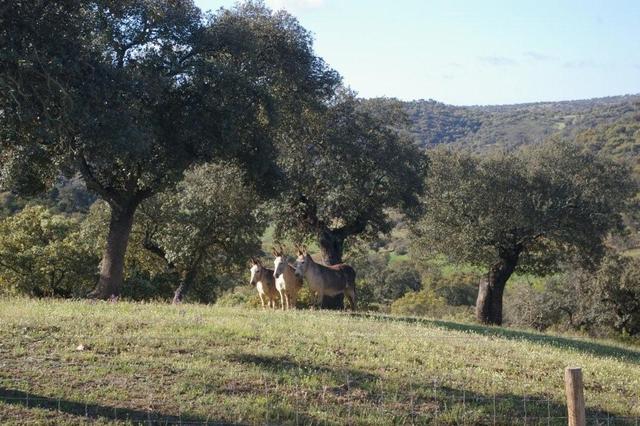 O GDAO em Barrancos e Noudar