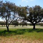 Alentejo verde e florido