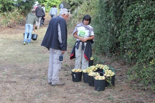 O CAAL na apanha de belíssima Pêra Rocha no pomar da Quinta do Vale do Corvo