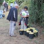 O CAAL na apanha de belíssima Pêra Rocha no pomar da Quinta do Vale do Corvo