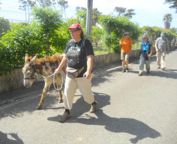 Com os burros do Magoito