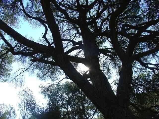 Bela árvore