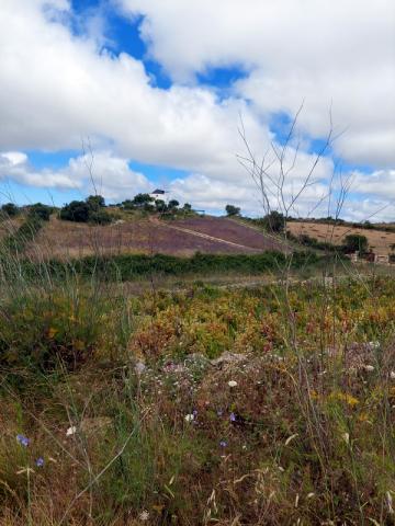 Lindos estavam os campos...