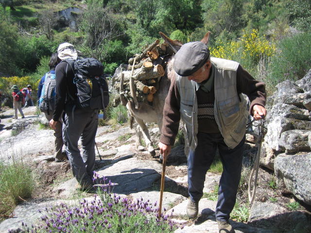 Transporte de lenha