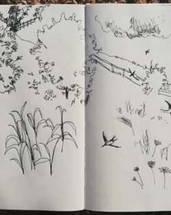 Caminhada desenhada em Monsanto