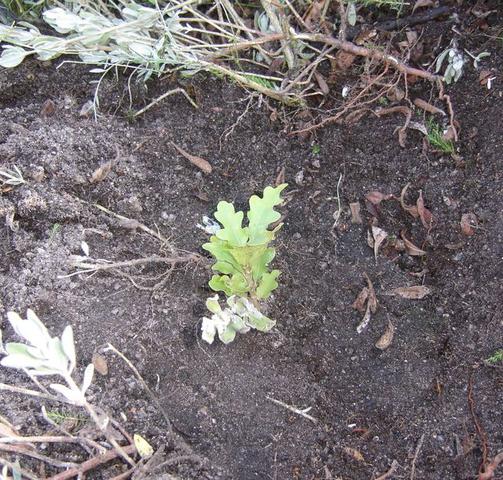 Um dos 7000 carvalhinhos que plantámos!