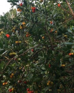 Parque Florestal de Monsanto